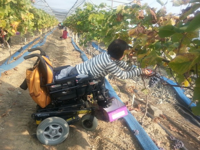 하윤숙님 포도따는 사진