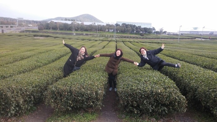 오설록 녹차밭