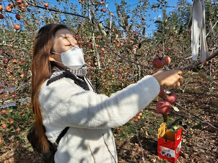 소장님 사과 따는 모습 소장님 사과 따는 모습