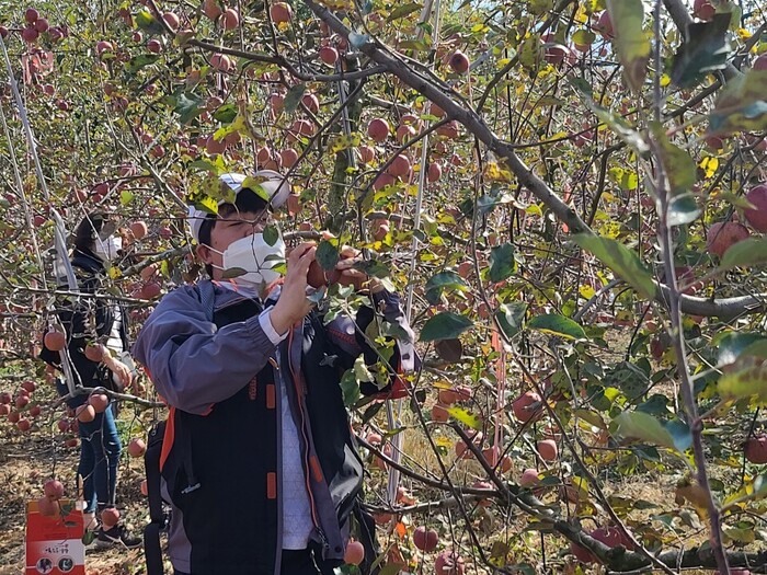 김정민님 사과 따는 중 김정민님 사과 따는 중