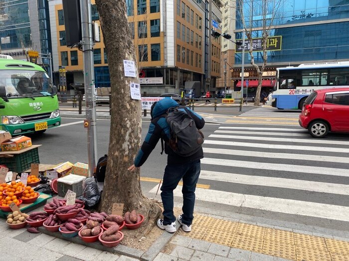 가로수에 막혀 있는 음향신호기 모습 가로수에 막혀 있는 음향신호기 모습