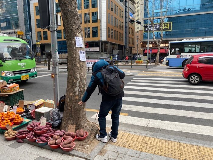 가로수에 막혀 있는 음향신호기 모습