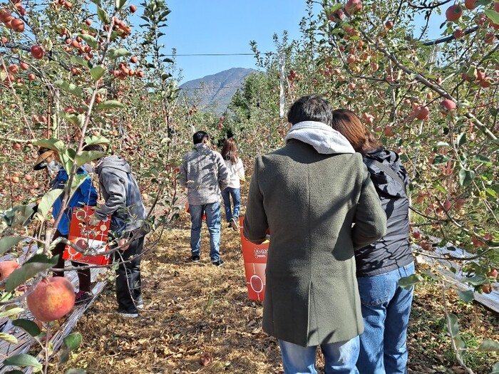 사과밭에서 회원들이 사과를 따는 모습